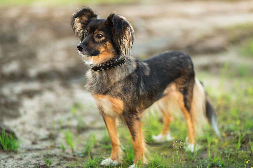 十大恶犬排名_十大恶犬排名介绍图