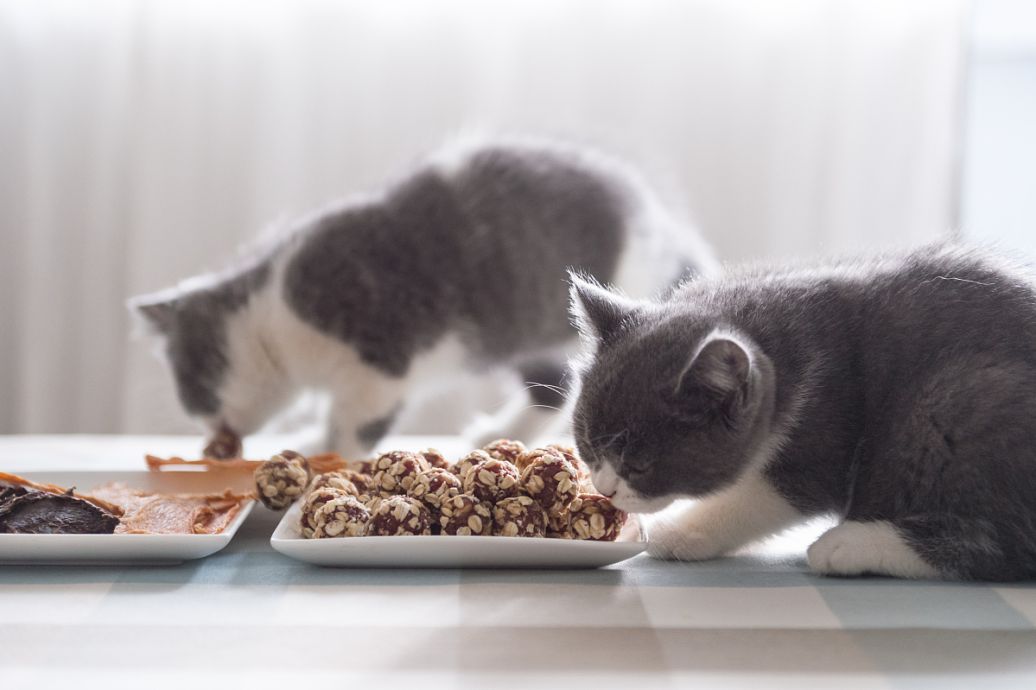 土猫配饰品怎么搭_蓝猫和土猫配的孩子