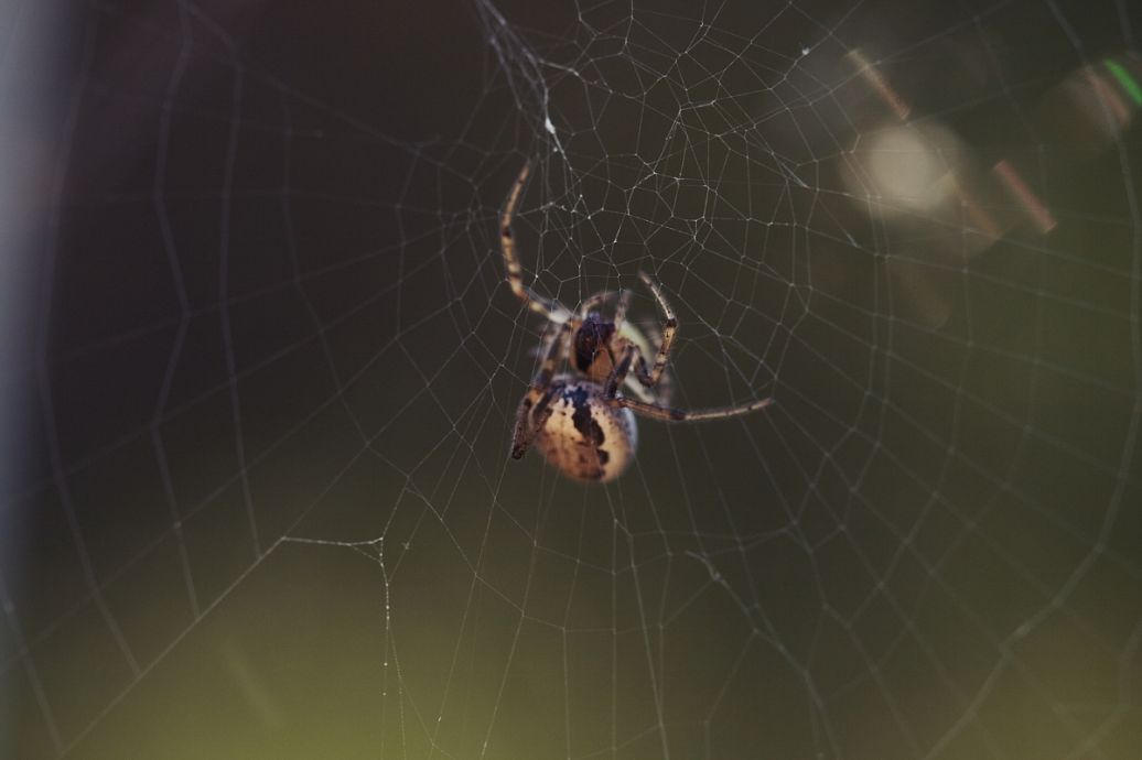 怎样才能不怕蜘蛛 part-00453-517.jpg