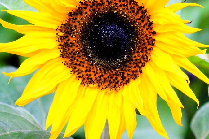 太阳花的象征意义是什么
