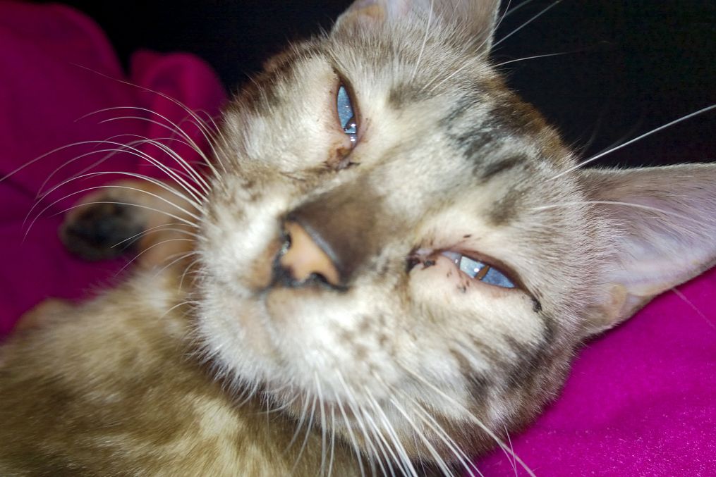 猫咪咳嗽一抽一抽的怎么回事