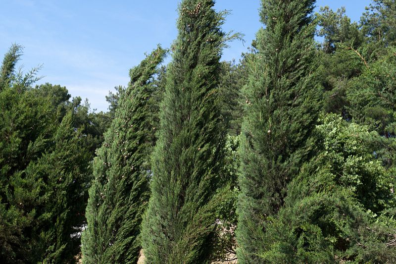 part-01558-1909.jpg