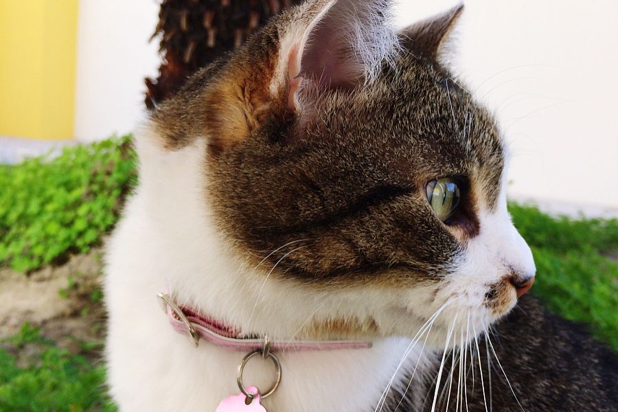 猫蚤圈什么原理_猫蚤咬人后什么症状