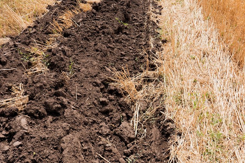 农田土壤板结怎么处理