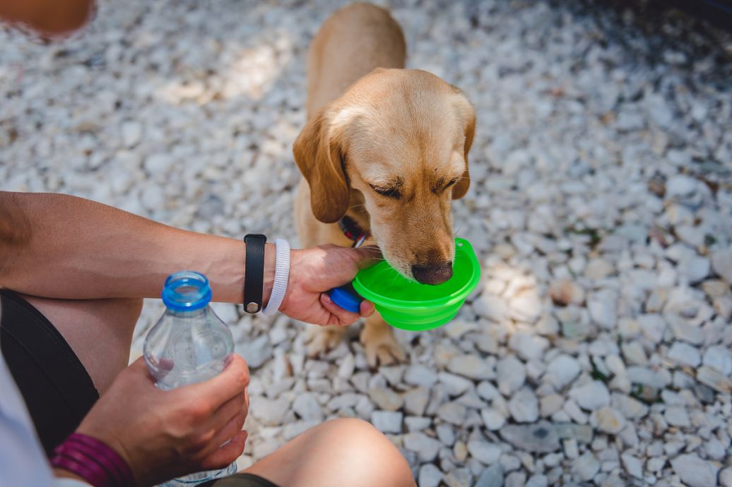 狗喝水,是什么意思?