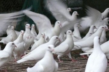 咋样吸引鸽子 part-00929-898.jpg