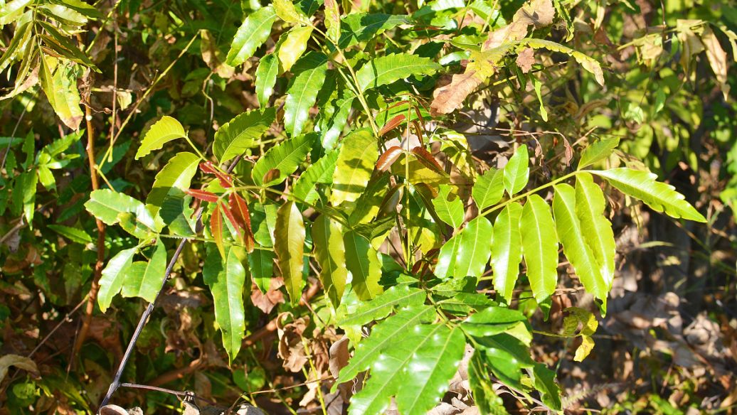 龙须草的功效与作用