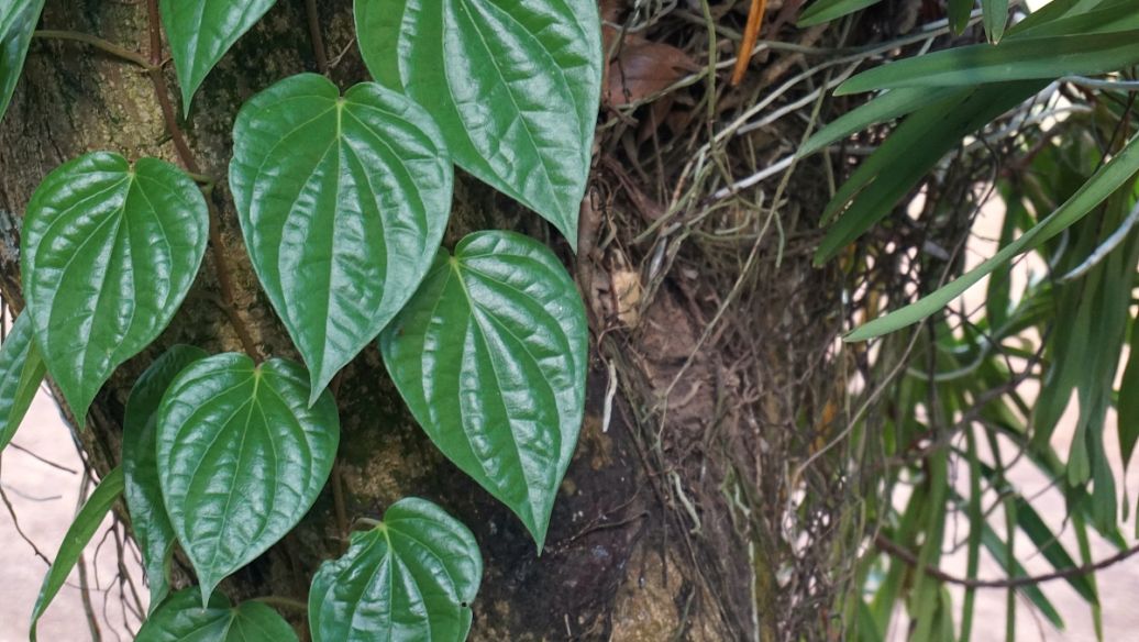 僵蚕的功效与作用