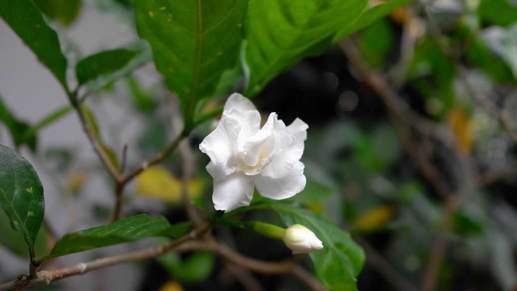 龟板的功效与作用