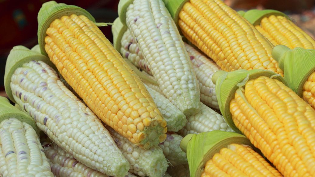 霜桑叶的功效与作用