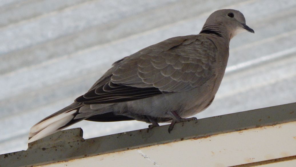 郁李仁的作用与功效