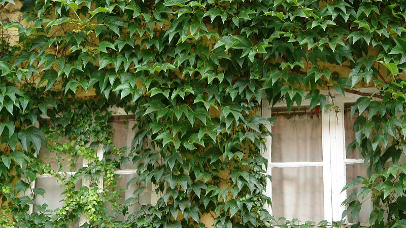 爬山虎的功效与作用