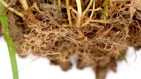 棉花根的功效与作用