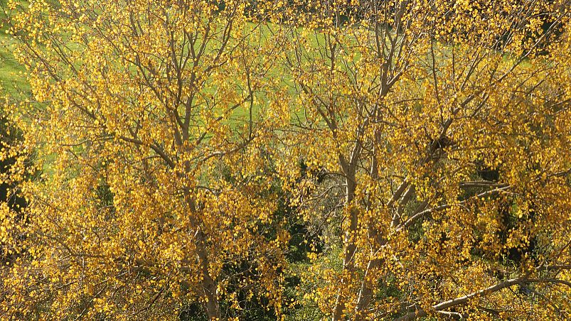 连翘的功效和作用