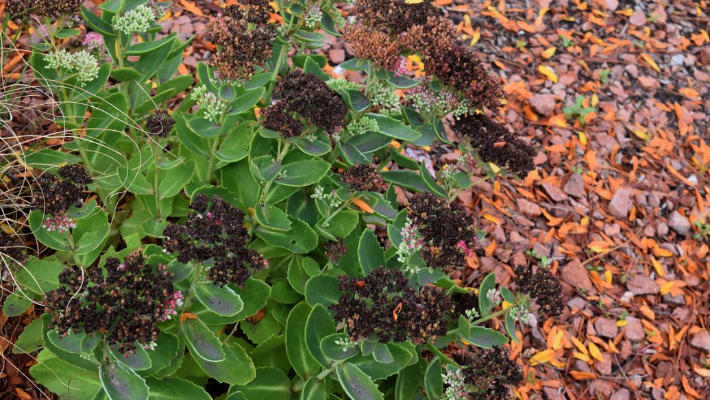 煅自然铜的功效与作用