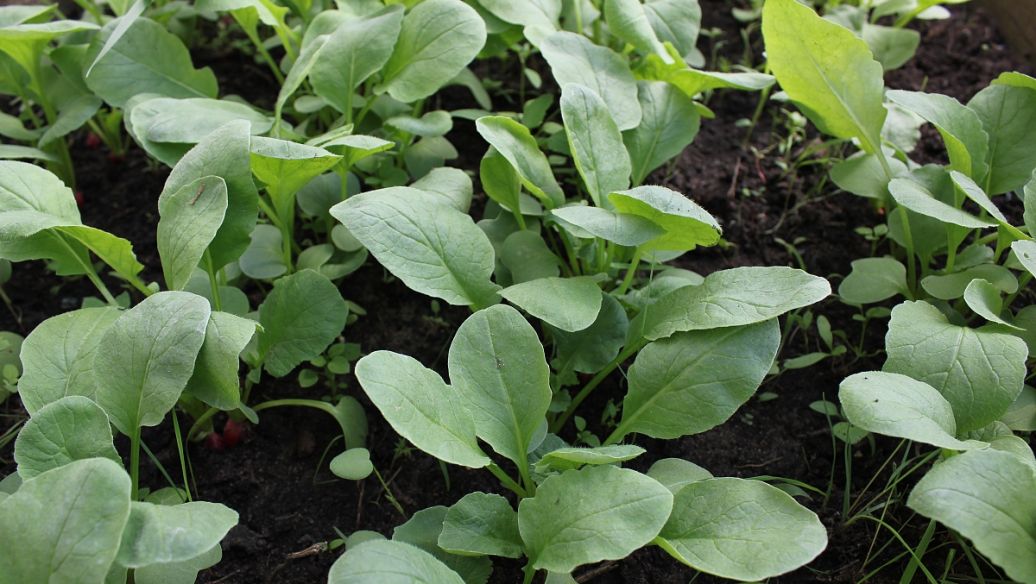 鱼腥草的功效和作用