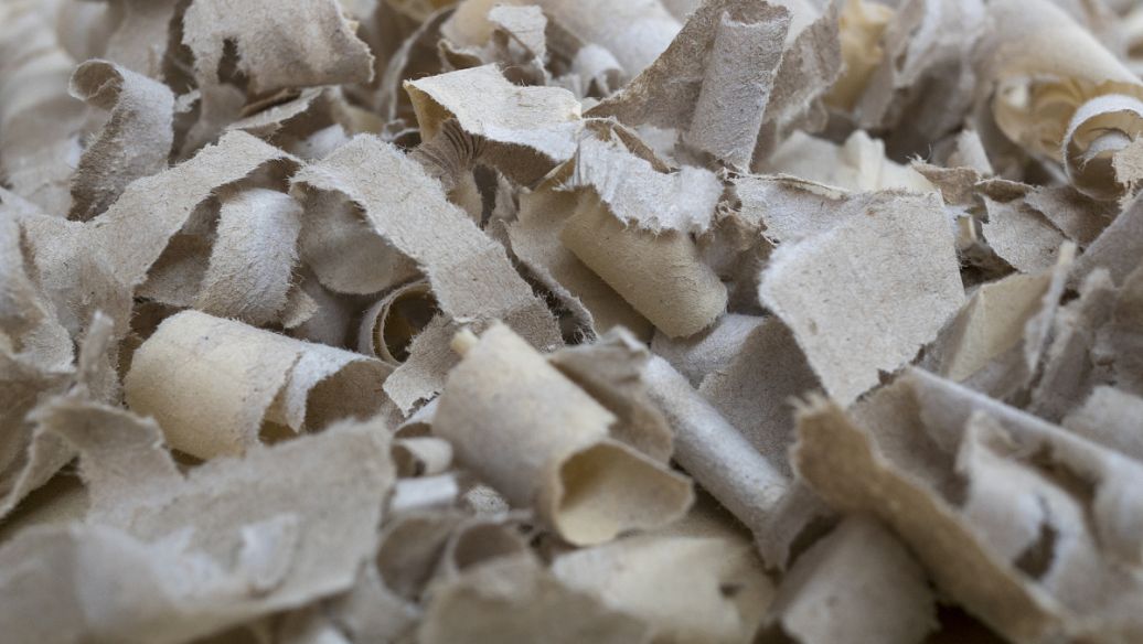 白茯苓的功效与作用