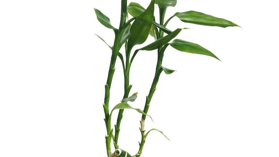 山羊角的功效与作用