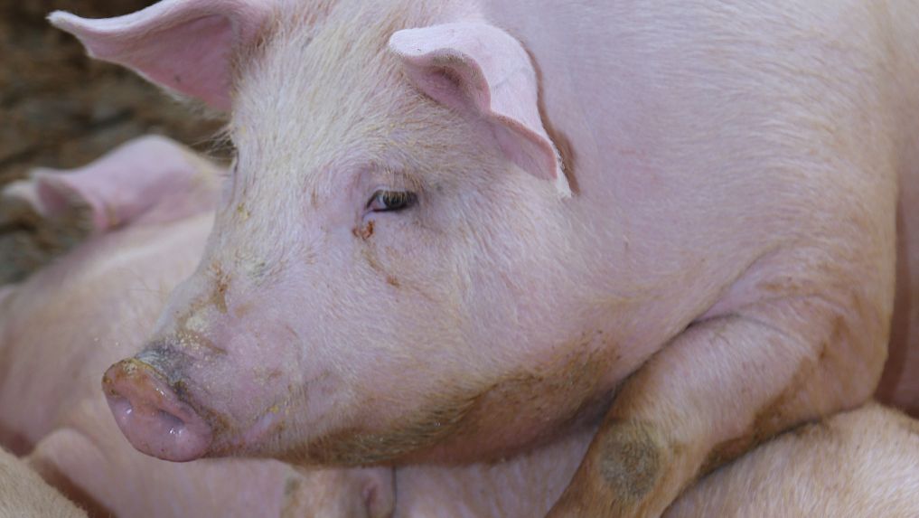 Ceftiofur Hydrochloride Injection uses | Shaanxi BLOOM Tech Co., Ltd Ceftiofur Hydrochloride Injection uses | Shaanxi BLOOM Tech Co., Ltd