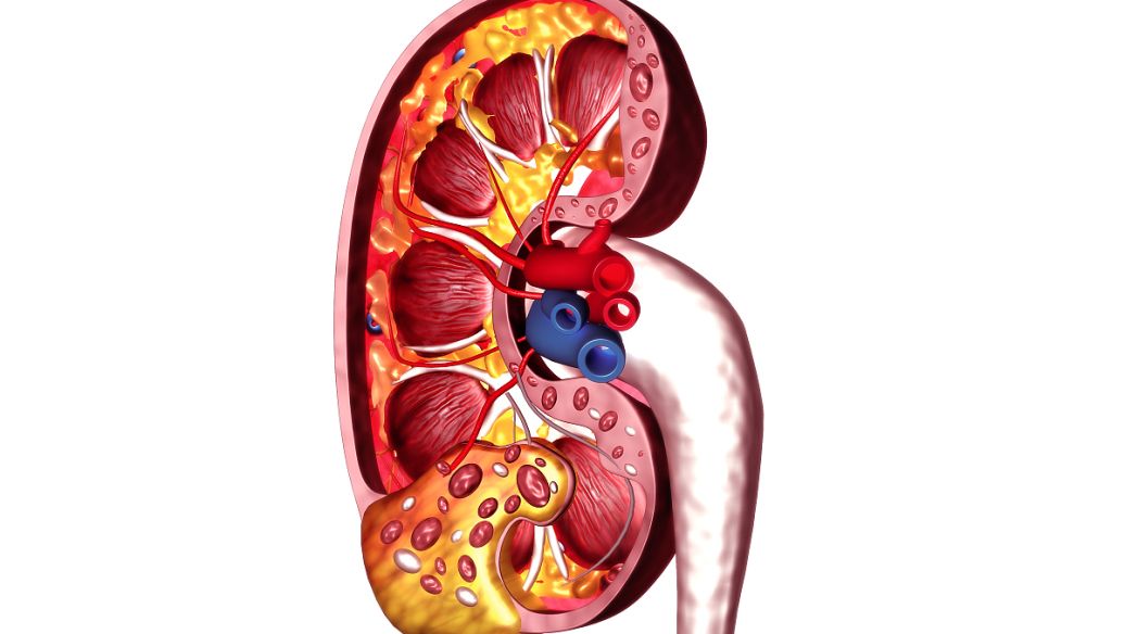Squalene uses | Shaanxi BLOOM Tech Co., Ltd Squalene uses | Shaanxi BLOOM Tech Co., Ltd