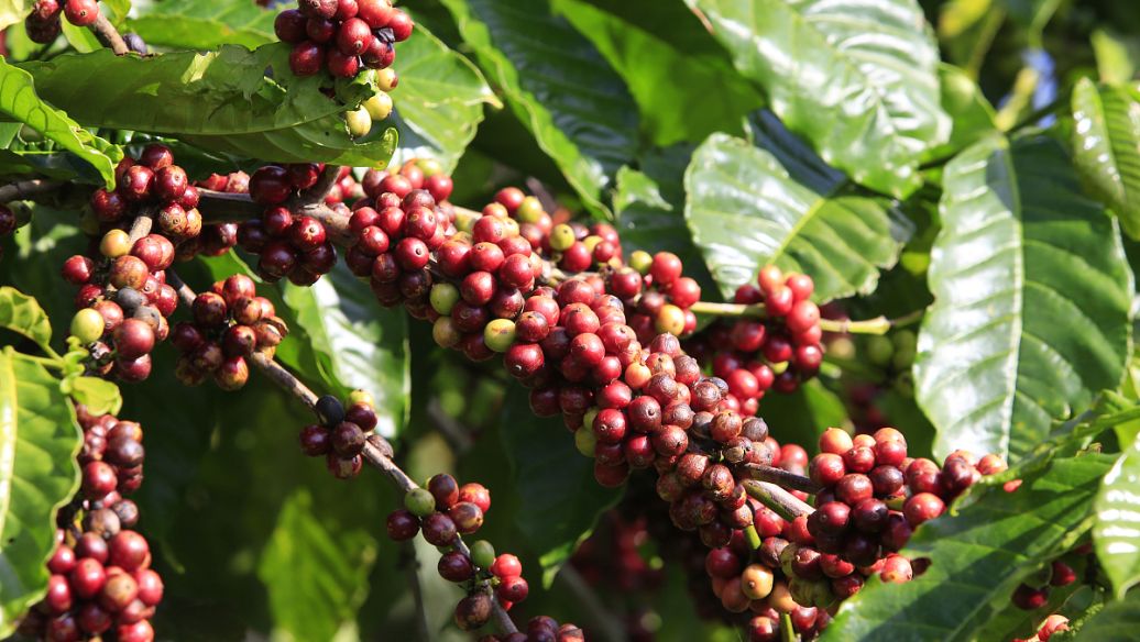 中药女贞子的功效与作用