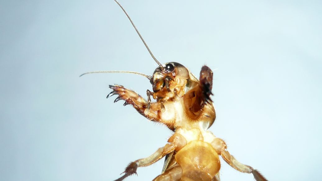 Afoxolaner effect | Shaanxi BLOOM Tech Co., Ltd Afoxolaner effect | Shaanxi BLOOM Tech Co., Ltd