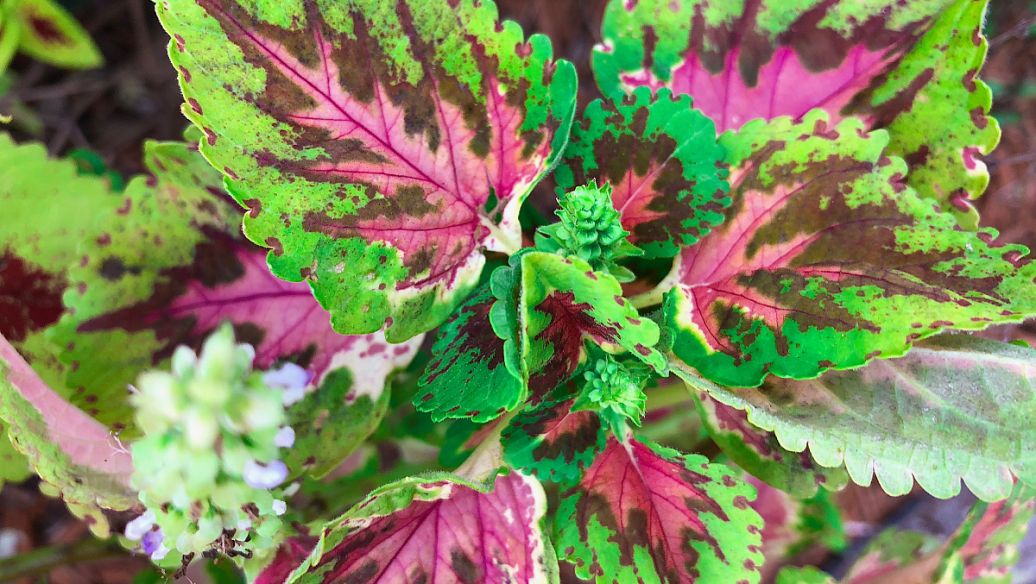 黄柏的功效与作用是什么