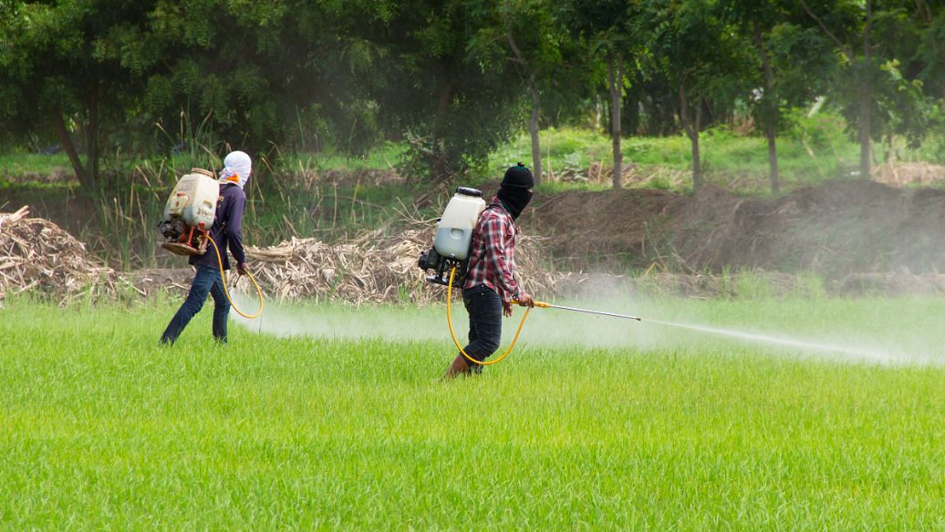 5-Chloro-2-nitrotoluene pesticide | Shaanxi BLOOM Tech Co., Ltd