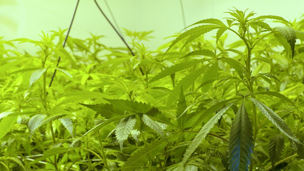 茯苓四逆汤功效与作用