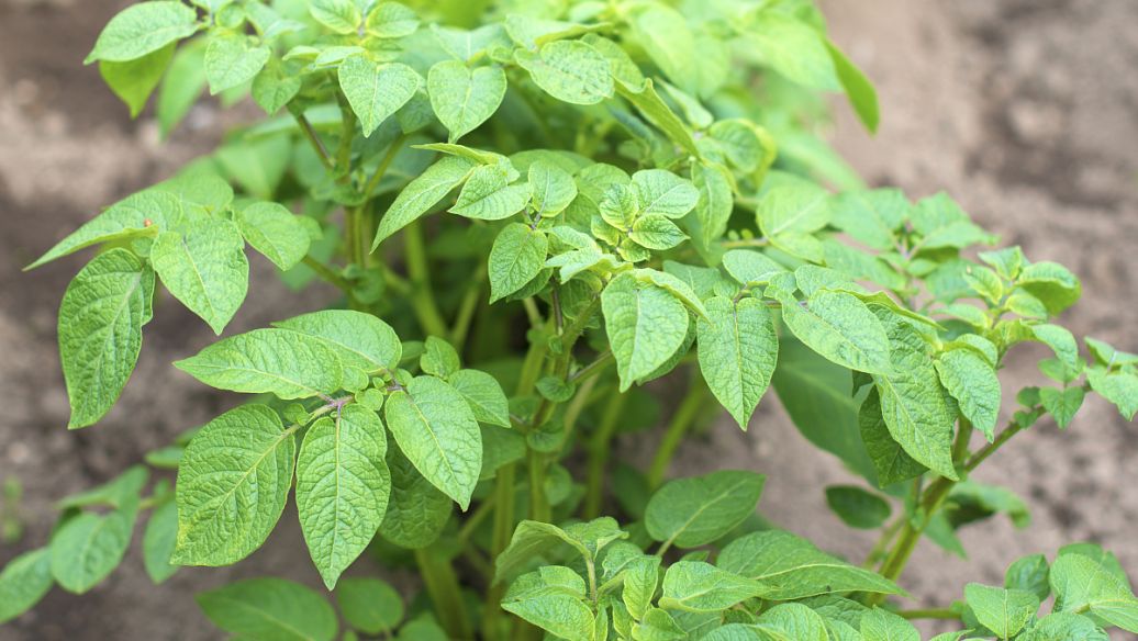 麻黄汤的功效与作用