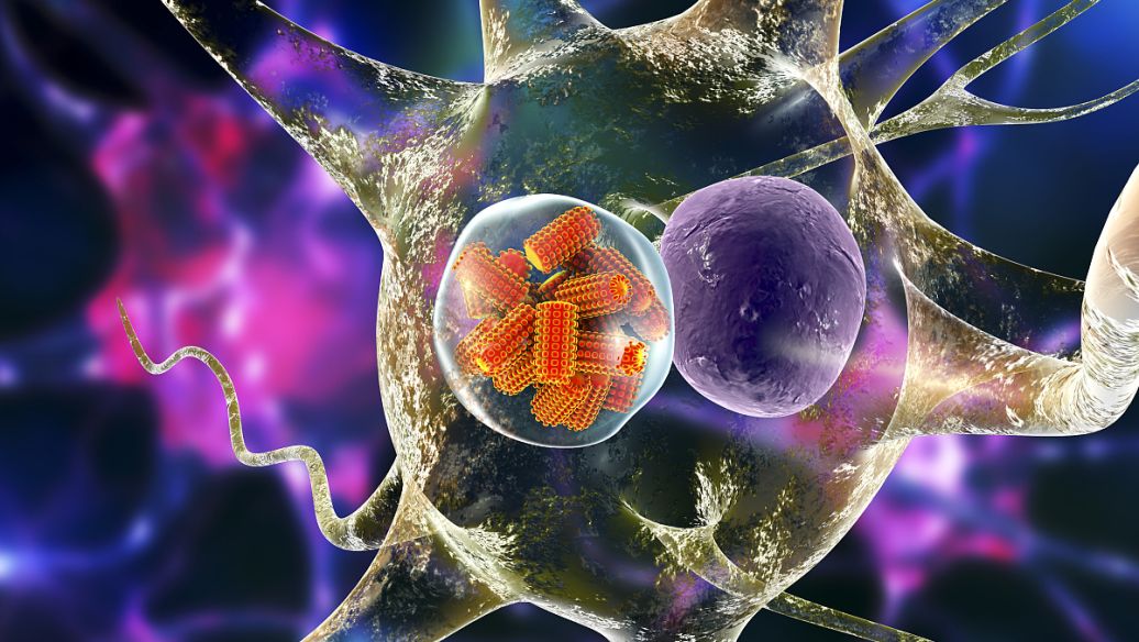 Levamisole use | Shaanxi BLOOM Tech Co., Ltd Levamisole use | Shaanxi BLOOM Tech Co., Ltd