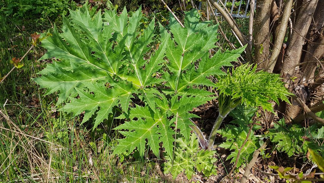 含羞草的作用与功效
