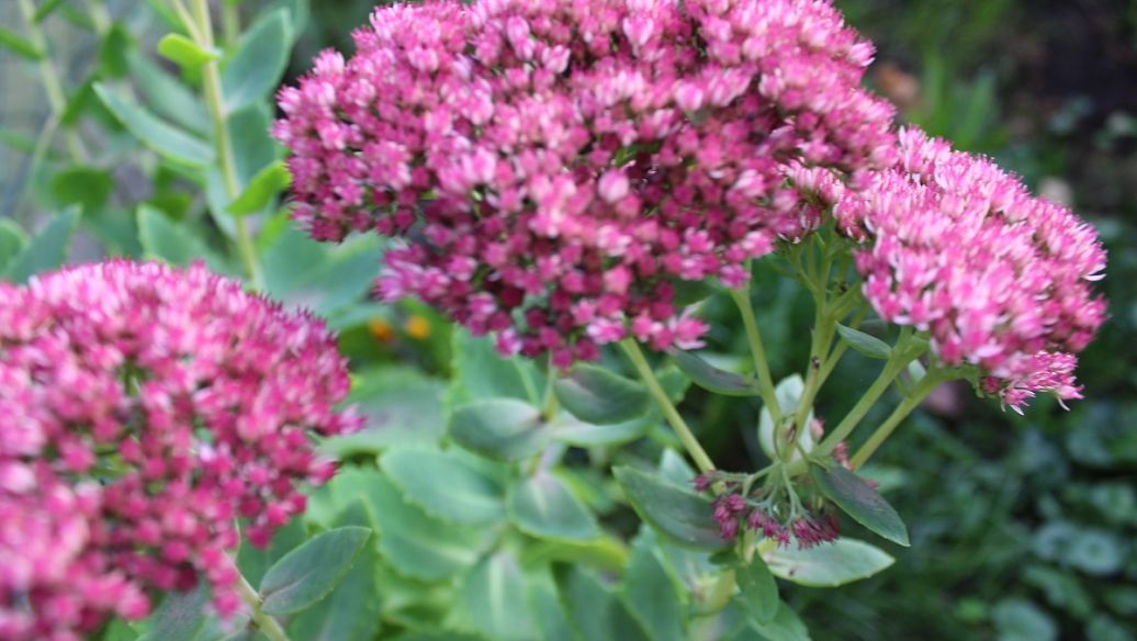 桅子的功效与作用