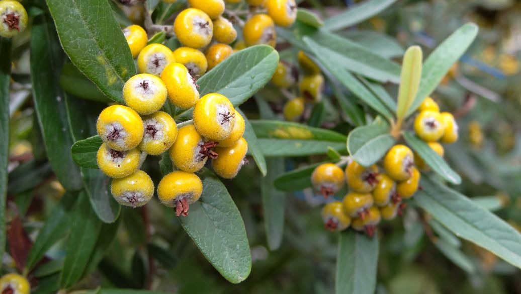 石菖蒲功效与作用