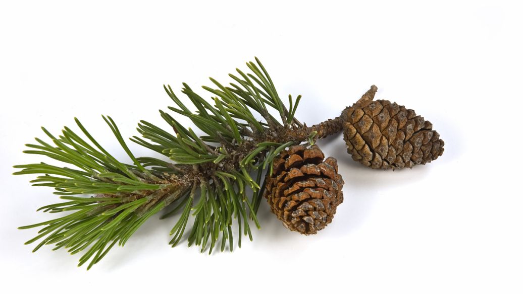 松塔的功效与作用