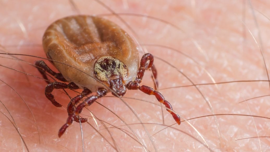 Fluralaner pets | Shaanxi BLOOM Tech Co., Ltd