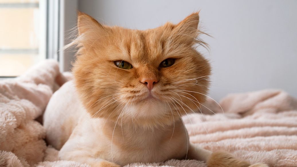 Fluralaner Drops uses | Shaanxi BLOOM Tech Co., Ltd