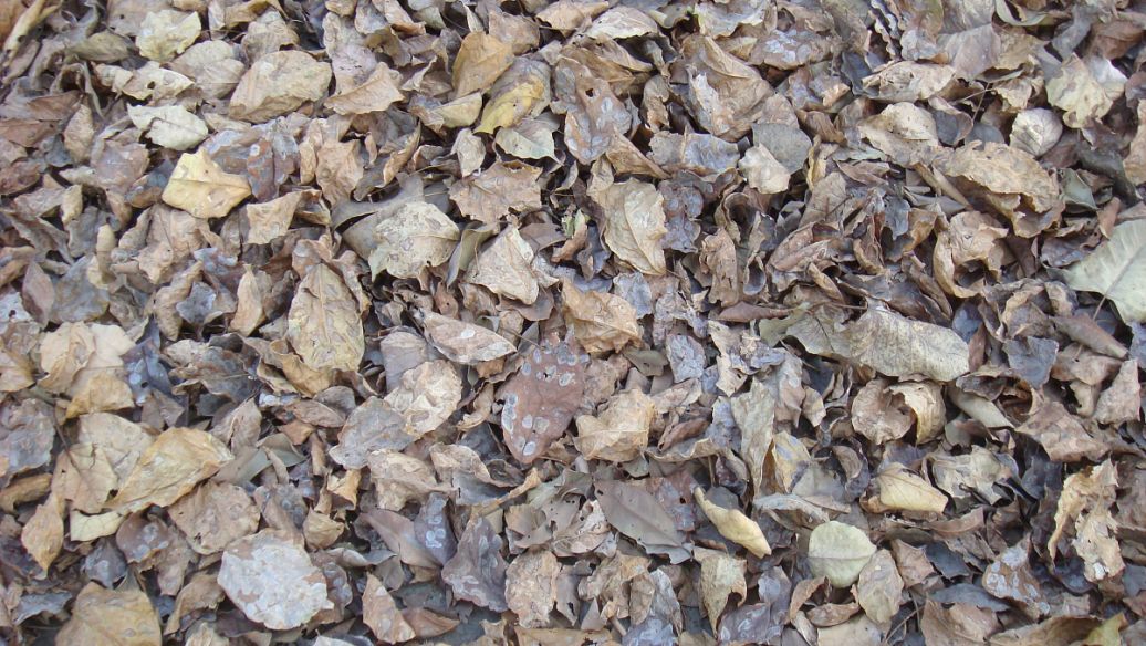 驴肉的功效与作用