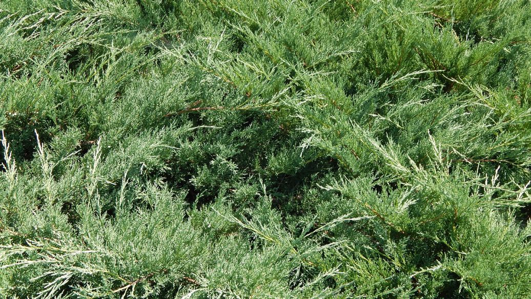 紫金牛的功效与作用