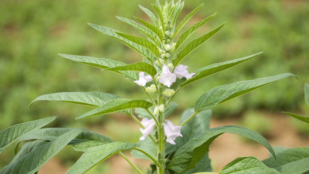 扯根菜的功效与作用