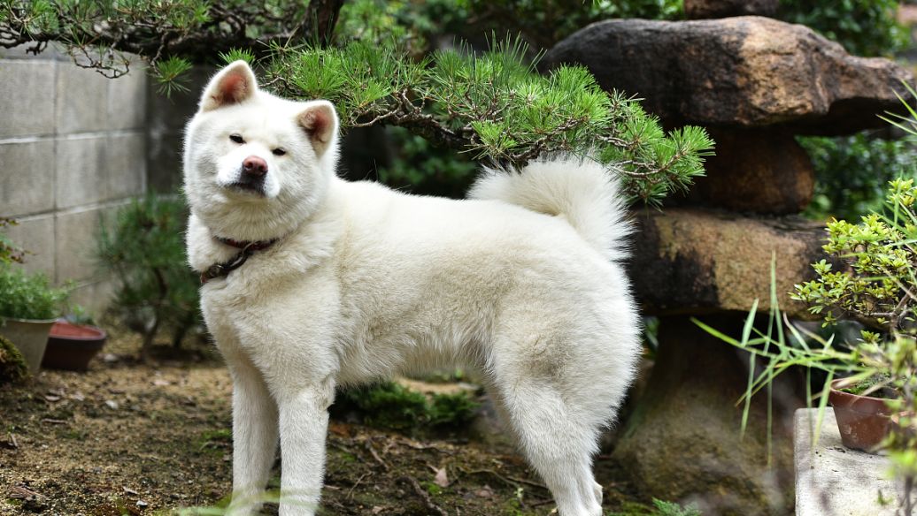 Fluralaner Drops uses | Shaanxi BLOOM Tech Co., Ltd