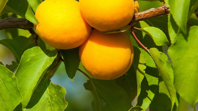 西明日香吧 百度贴吧 Nishi Asuka 西明日香 19年 1 Nbsp 2月10日出生 日本女性声优 兵库县出身 所属事务所sigma Seven 代表作品有 黄金拼图 的大宫忍