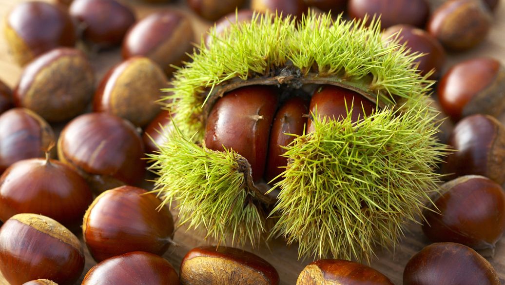 板栗子吧 百度贴吧 微博 一颗板栗子w 的贴吧 本吧实时更新 一颗板栗子w 相关的作品及出版信息 各位吧友可在吧内讨论交流 一颗板栗子w 相关的话题 吧内严禁传播盗版资源 禁止对 一颗板栗子w进行人身