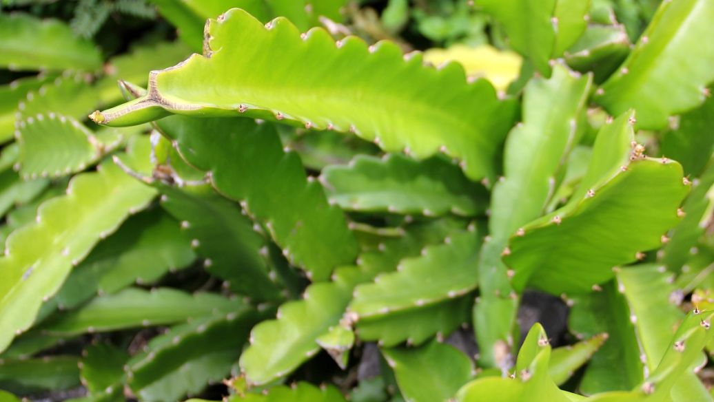 桑皮的作用与功效