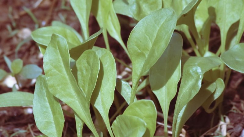 醋延胡索的功效与作用