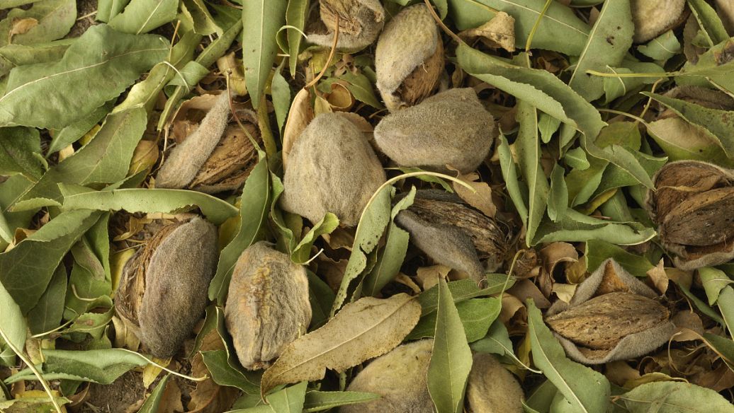 儿茶的功效与作用