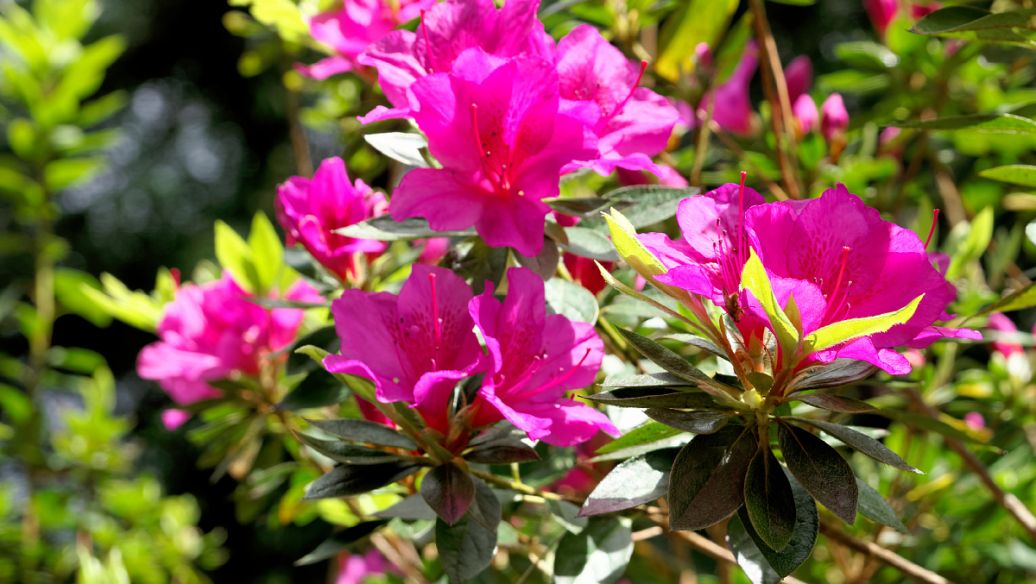 虻虫的功效与作用