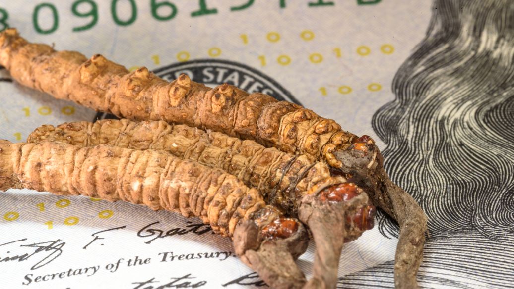 猪胆粉的功效与作用