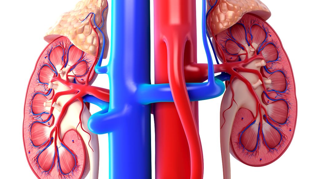 GS-441524 uses | Shaanxi BLOOM Tech Co., Ltd GS-441524 uses | Shaanxi BLOOM Tech Co., Ltd