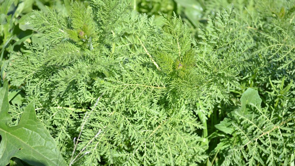 侧柏叶的作用与功效